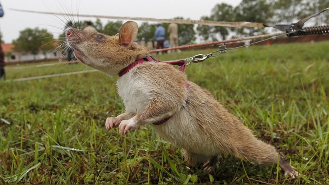 France Inter: Российские крысы-киборги дадут бой терроризму