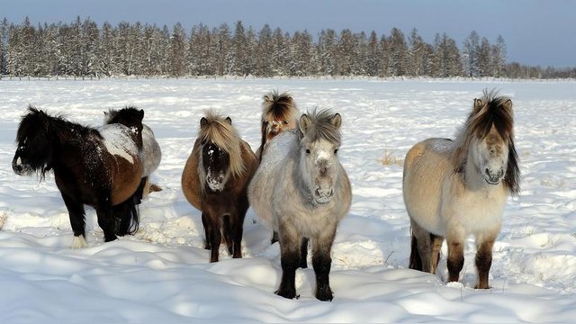 El Mundo: Миниатюрные якутские лошади выдерживают даже лютые морозы