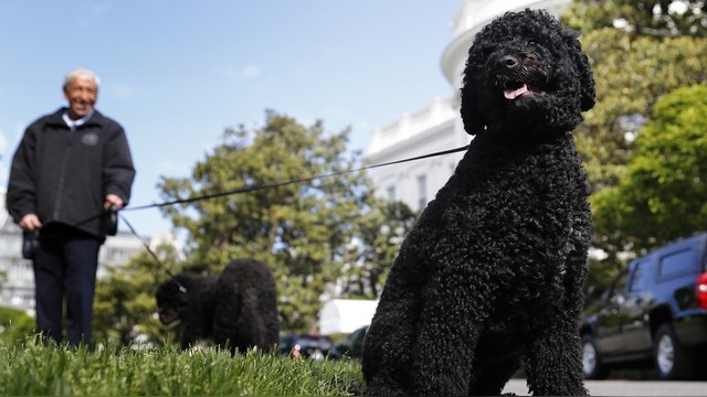 WP: Спецслужбы США не дали «сыну Кеннеди» похитить собак Обамы 