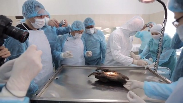 Корейский биолог намерен клонировать сибирского щенка из ледникового периода  