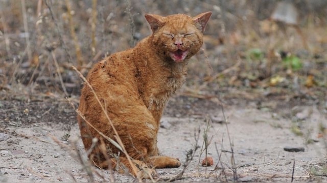 Daily Mail: Верный кот из Белгорода все ждет бросивших его хозяев