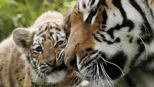 Vestmanlands Läns Tidning: России удалось спасти тигров от истребления