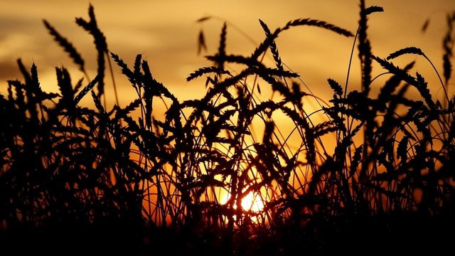 Bloomberg: Сильный доллар подвел США в «пшеничной войне» с Россией