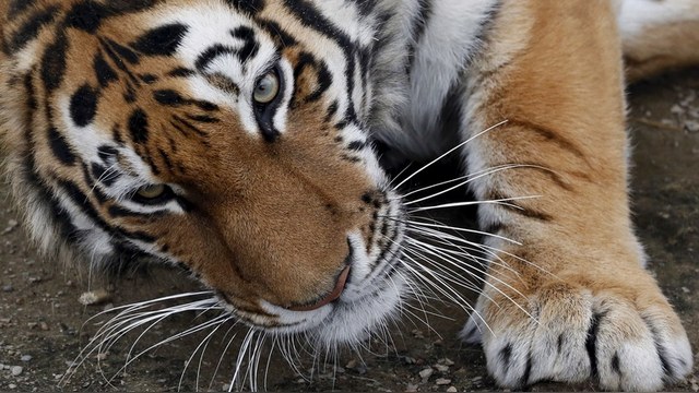 L’Express: Дальневосточный «кошкопровод» спасет тигров от машин