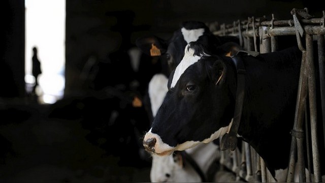 Die Presse: Европа тонет в молоке из-за санкций