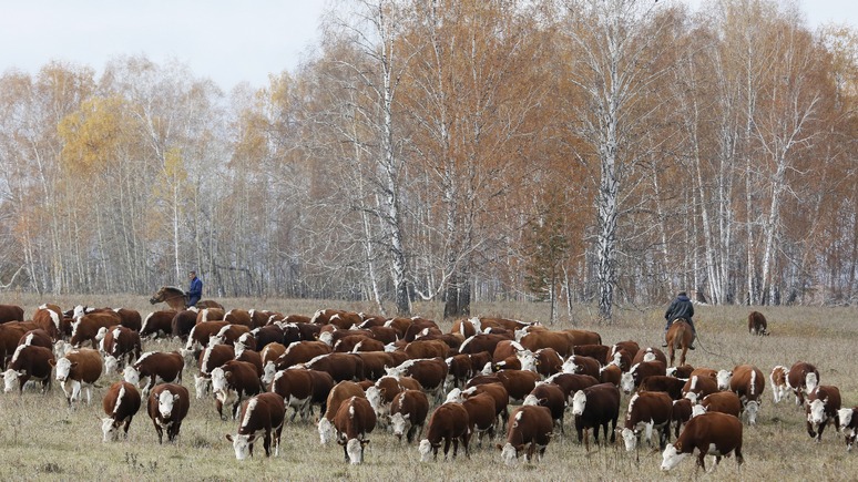 SZ: Американские ковбои научат российских фермеров разводить скот