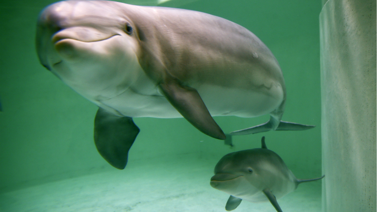 Telegraph: Российские ученые «подслушали» разговор дельфинов