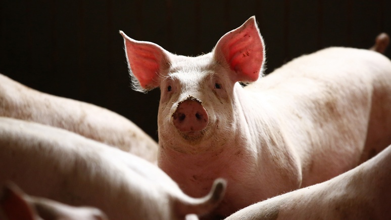 L’Humanité объяснил итоги думских выборов возрождением свиноводства
