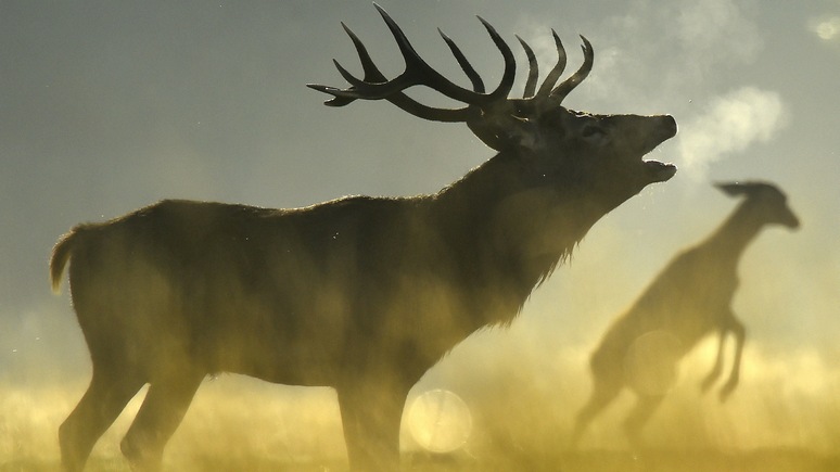 LCI: Ради победы над сибирской язвой в Сибири забьют 250 тысяч оленей