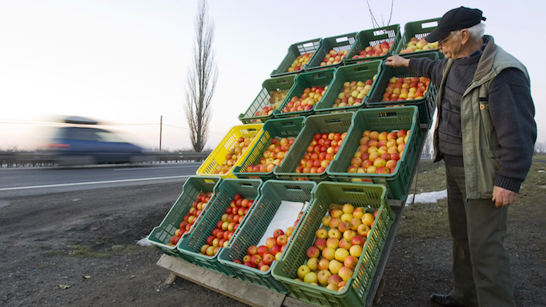 Как бы белорусские: экспорт польских яблок в Россию приблизился к докризисному уровню