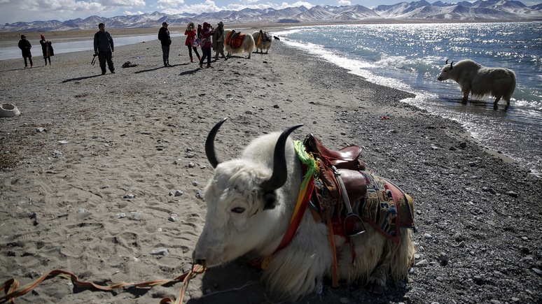 Times: поиски связей с «высшей расой» в Тибете у нацистов прошли под градусом 