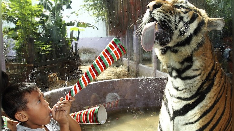 Польский политик: в схватке с Трампом Росcия предстала в роли бумажного тигра 