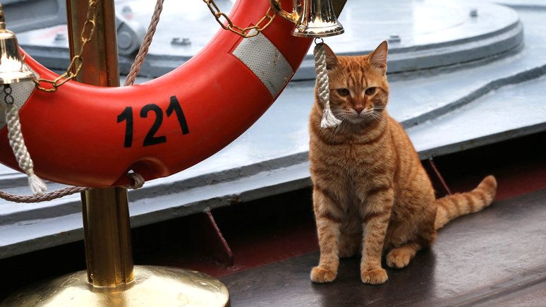 Telegraph: на флоте России котики суровее, чем при британском дворе 