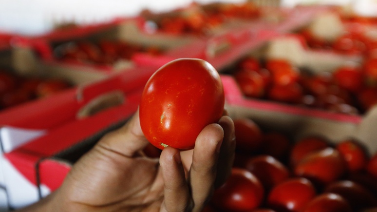 TRT: России нужны турецкие помидоры, а Турции — новые рынки сбыта
