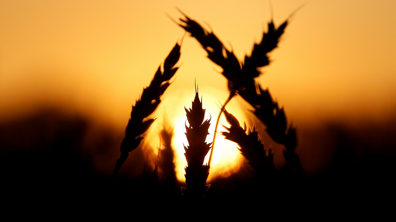 Business Insider: холодное лето грозит России «зерновыми» потрясениями 
