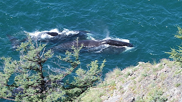 ERR: застрявший в устье реки гигантский кит с приливом вернулся в Охотское море