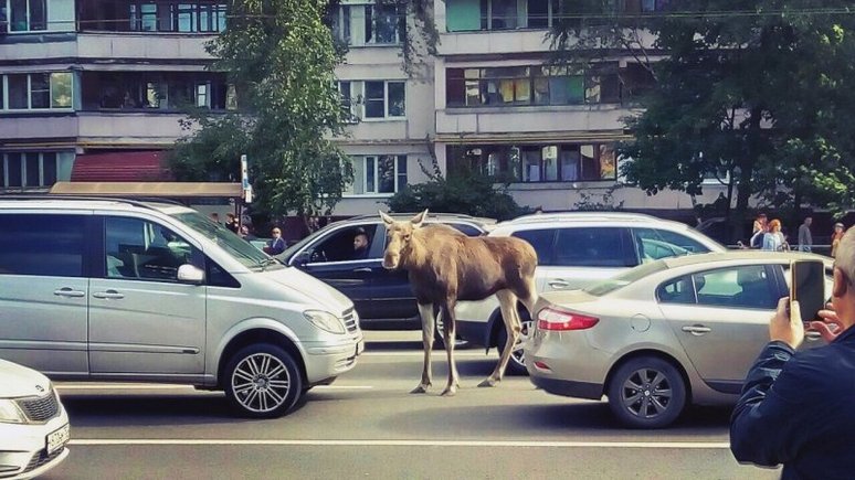 Daily Mail: в Москве упрямый лось парализовал движение автотранспорта