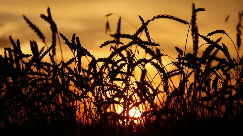 WSJ: хорошая погода и слабый рубль сделали Россию «сельскохозяйственной сверхдержавой»