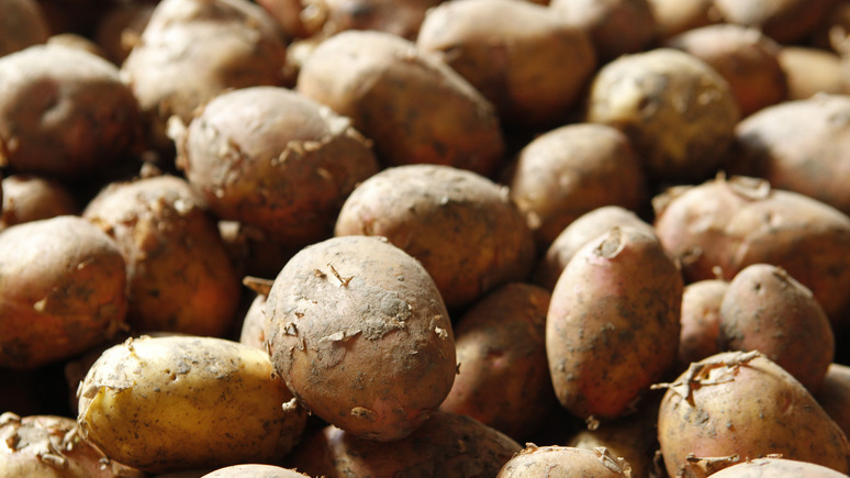 Express: России не нужен белорусский картофель египетского происхождения 