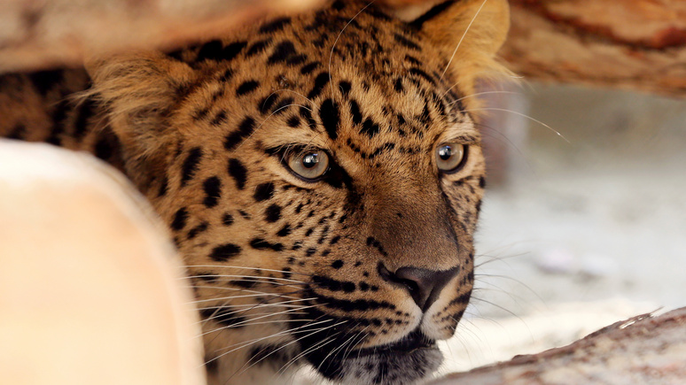 World Wildlife Fund похвалил Россию за «дом для леопарда» 