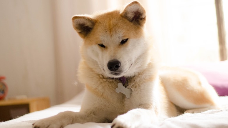 Asahi Shimbun: «эффект Загитовой» вызвал новую моду на собак породы акита-ину в Японии
