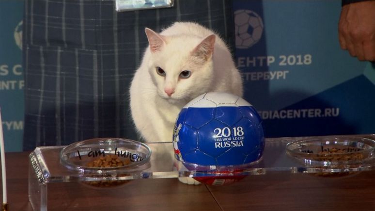 Time: «кот-экстрасенс» предсказал победу российской сборной в первом матче ЧМ-2018