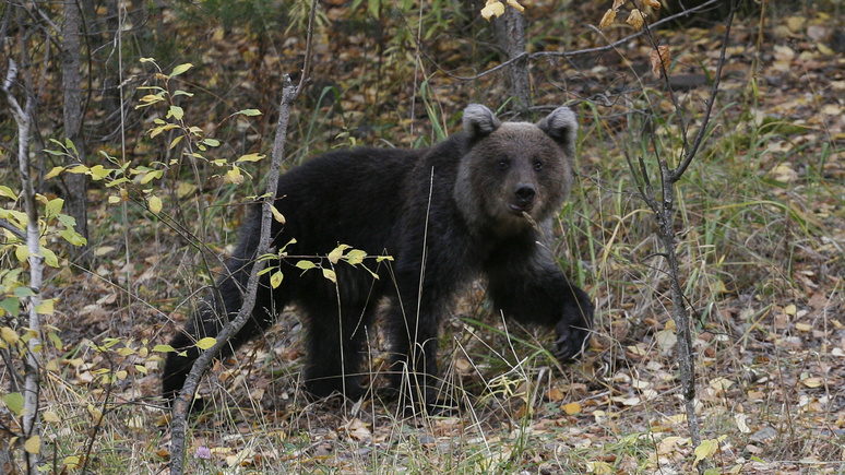 Times: в России защитят медведей от китайской кухни и медицины