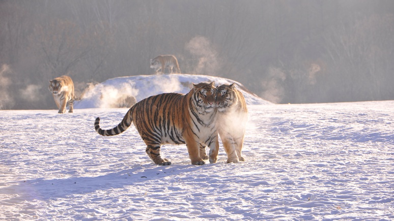Huffington Post: после глобальных протестов Пекин дал тиграм и носорогам отсрочку от китайской медицины
