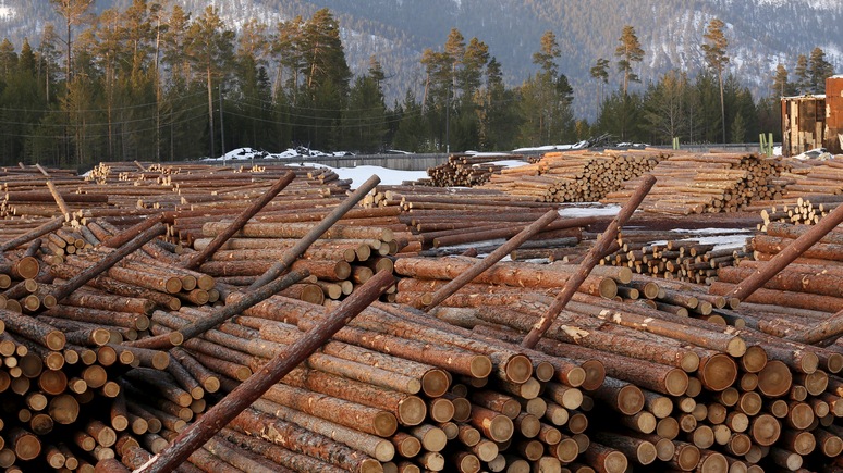 Das Erste: реликтовые леса Европы незаконно вырубают ради бумаги