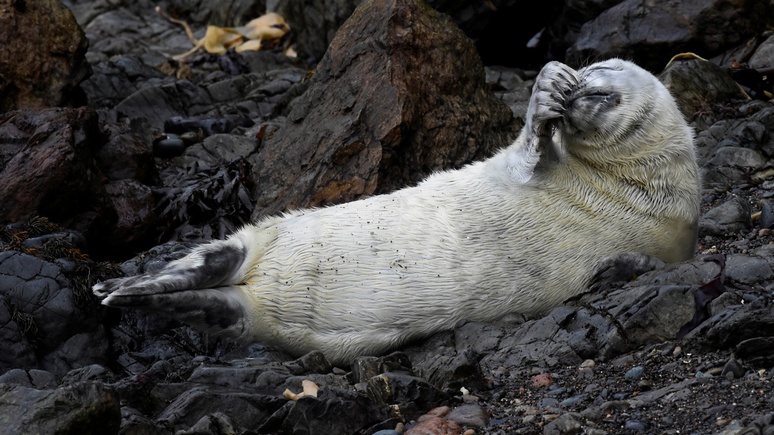 Washington Post: канадский город оказался в плену у тюленей