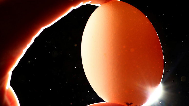 Verge: куриное яйцо обошло звезду Instagram в гонке за лайками