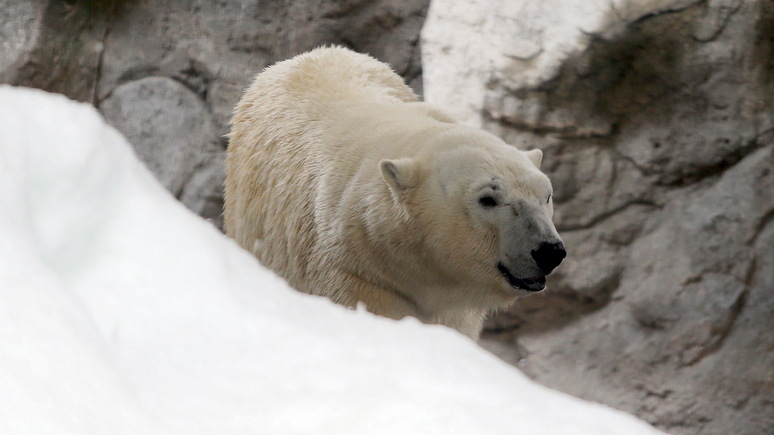 Welt: на Новой Земле ввели режим ЧС из-за нашествия белых медведей