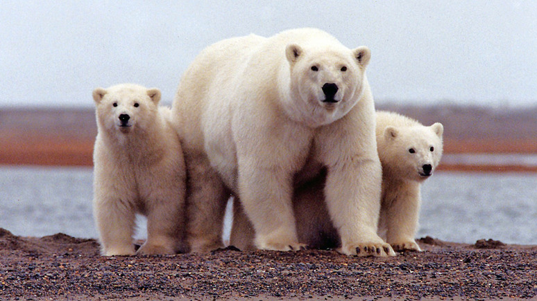 Guardian: от климатического кризиса «жарко» не только медведям, но и человеку