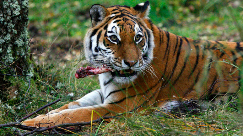 CBC: в России восстанавливают популяцию амурских тигров