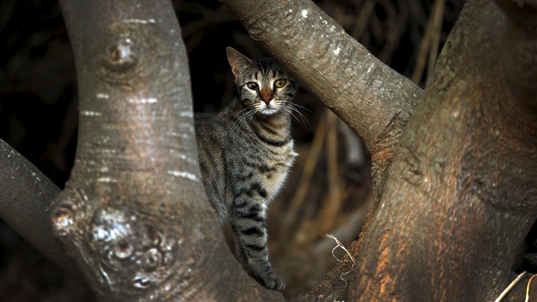 DS: диких котов в Австралии «бомбят» отравленными сосисками — угрожают редким животным
