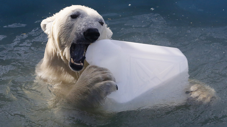 Deutschlandfunk: российской Арктике грозит вторжение голодных медведей