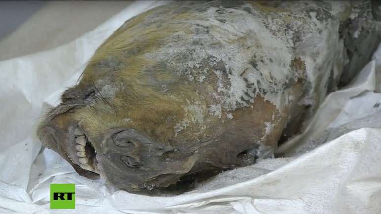 Fox: в Якутии нашли голову волка, жившего 40 тысяч лет назад
