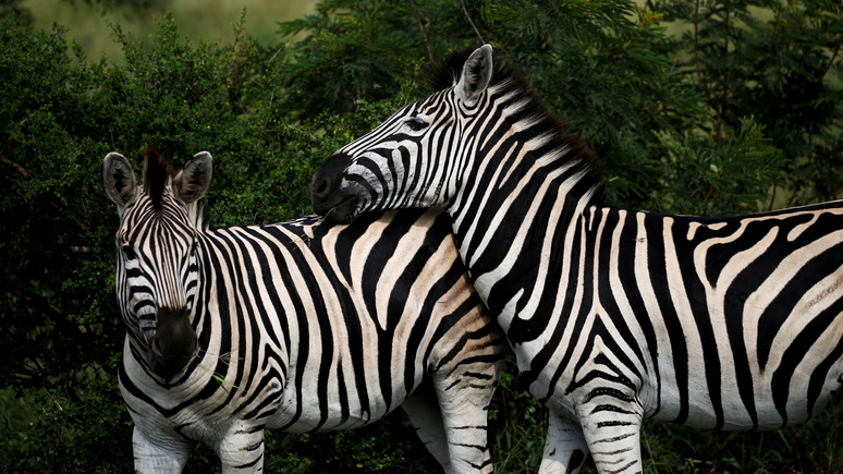 Daily Telegraph: учёные выяснили, почему зебры полосатые