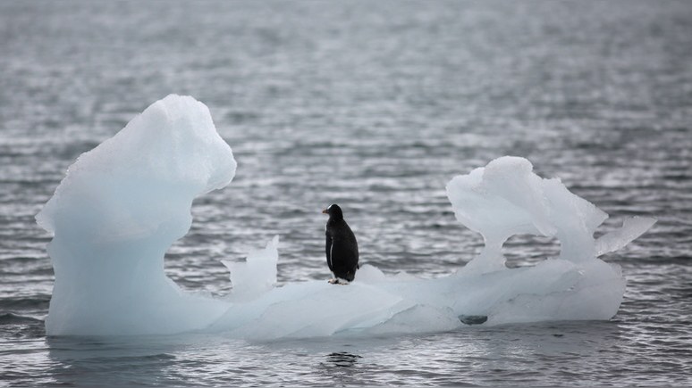 Independent: эксперты зафиксировали рекордное таяние льда в Антарктике