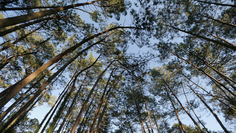 Guardian: триллион деревьев — радикальное средство для борьбы с потеплением