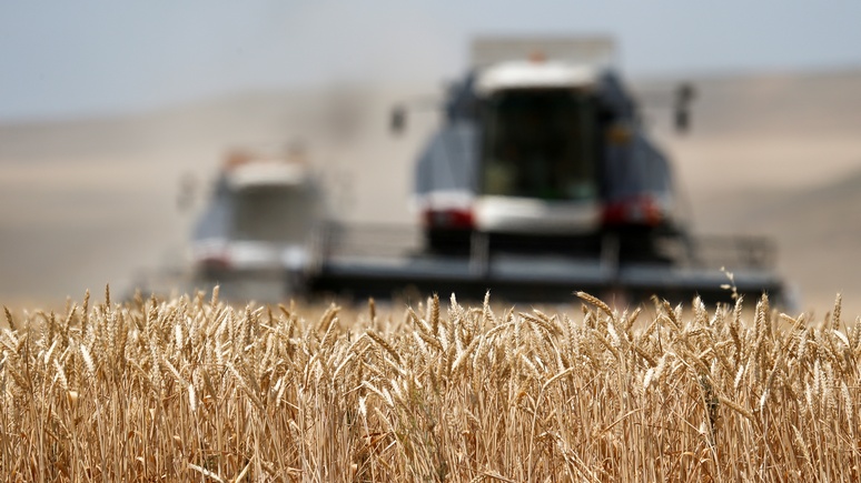 Bloomberg: «мечта хлебопёка» — в России богатый урожай качественной пшеницы