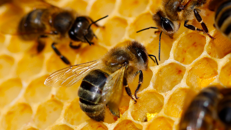 GW: пчелиная напасть — в России выясняют причины странного мора среди медоносных насекомых
