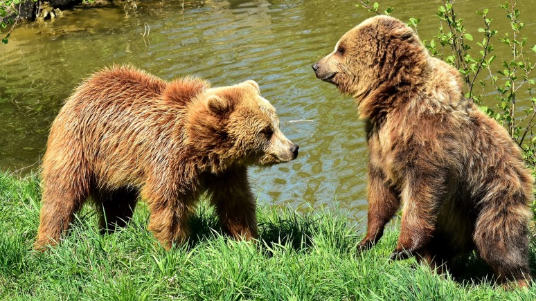ERR: эстонские охотники просят досрочно разрешить отстрел медведей из России