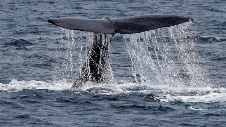 CP предложил объявить бойкот Олимпиаде в Токио — если Япония не прекратит забой китов