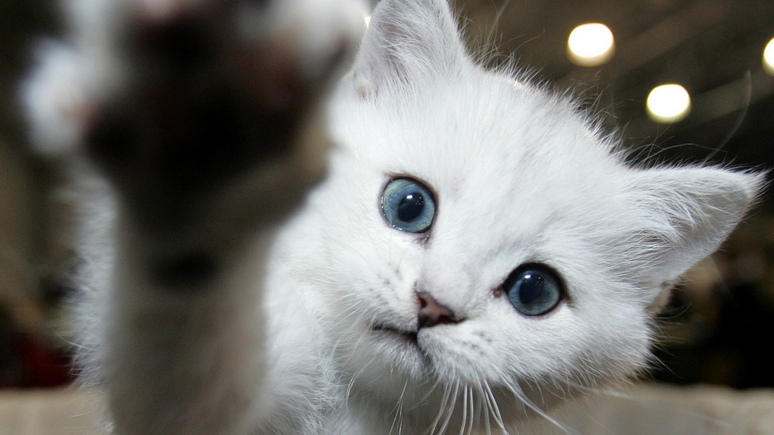 Huffington Post: в Нью-Йорке запретили удалять кошкам когти 