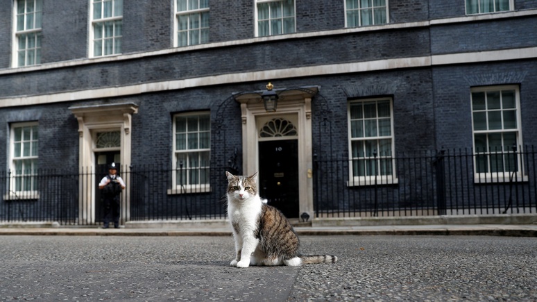 Bild: Джонсону грозит неприязнь кота Ларри — британский премьер решил завести собаку