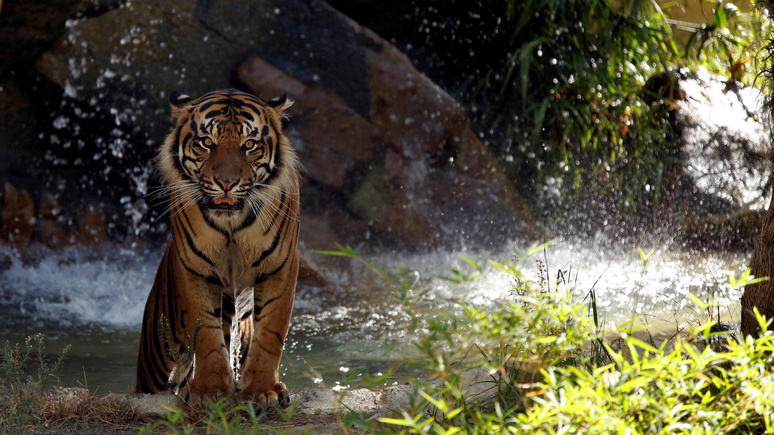 Times: тигры и львы помогут Китаю спасти институт семьи