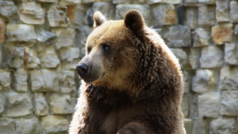 ERR: один из псковских медведей в Эстонии был пойман и отправлен в зоопарк