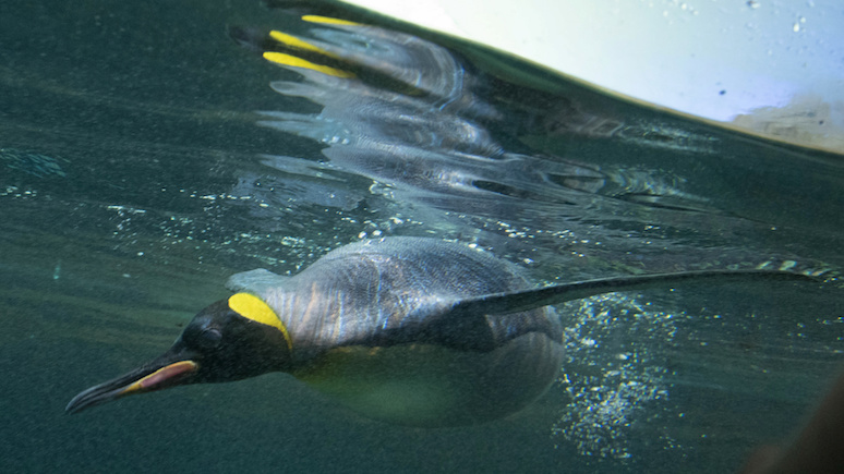 Independent: ростом с человека — в Новой Зеландии нашли останки ископаемого пингвина-гиганта	