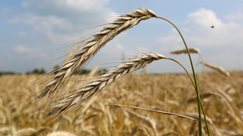 RFI: Саудовская Аравия согласилась импортировать российскую пшеницу